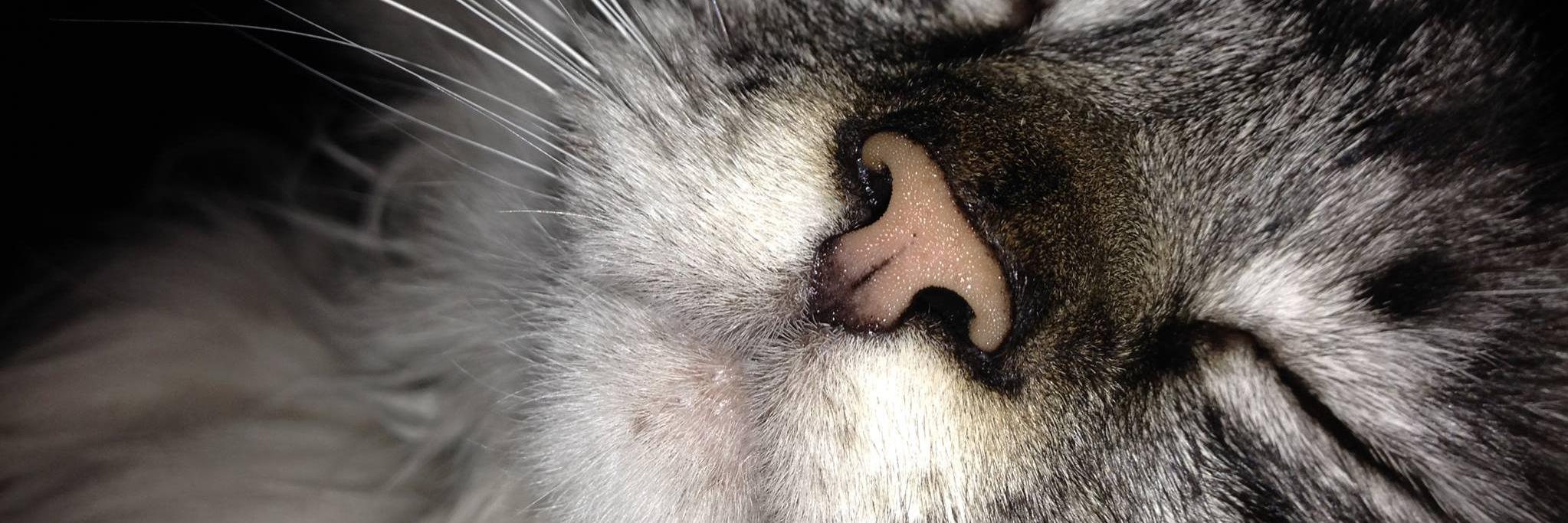 petspointofview's profile banner image
