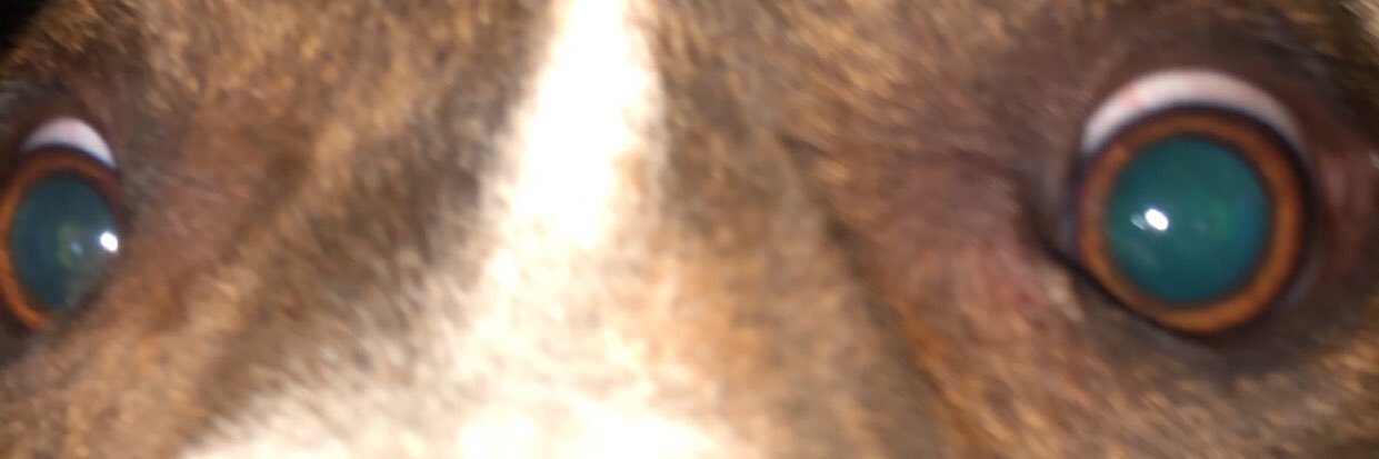dadizaac's profile banner image