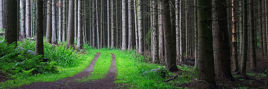 Eugenio Perea banner