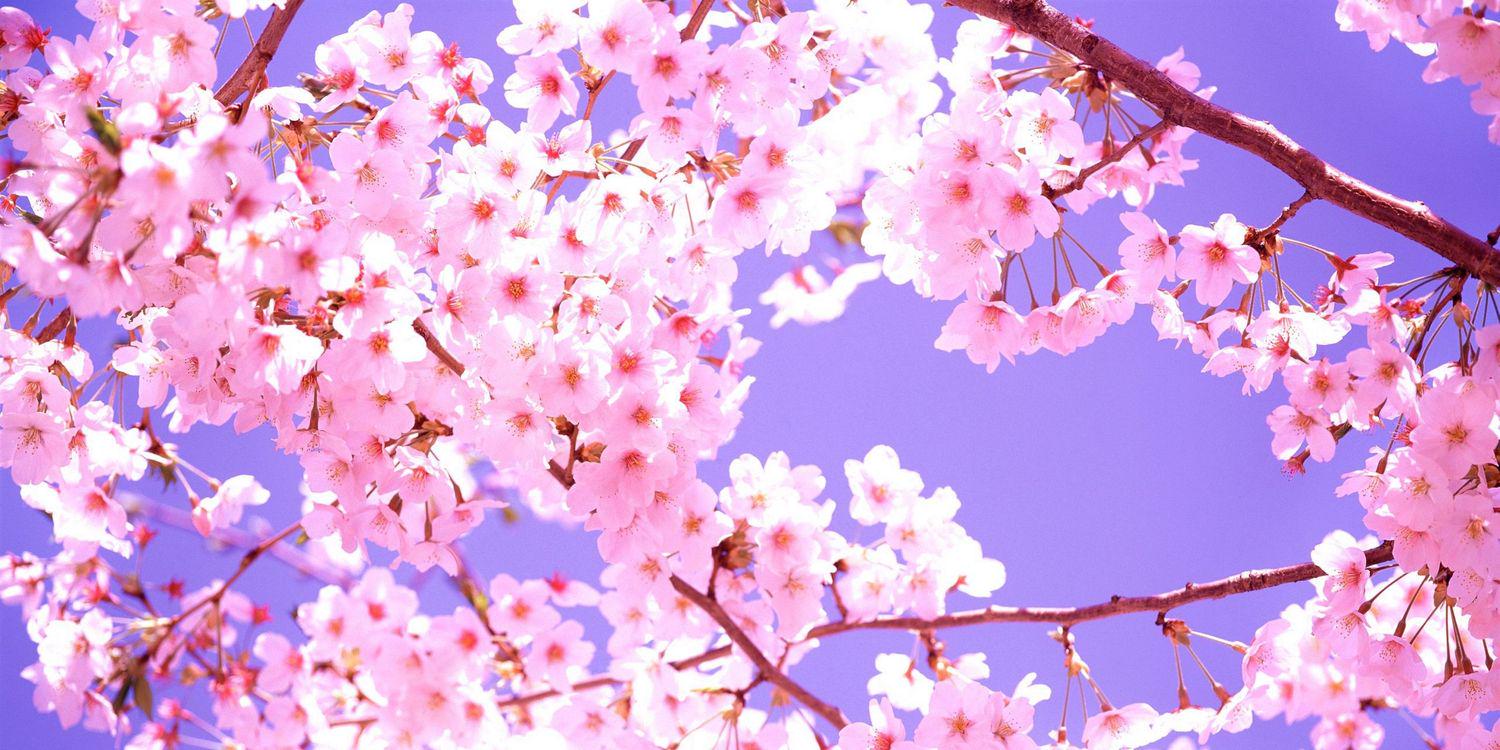 chantelleducky's profile banner image