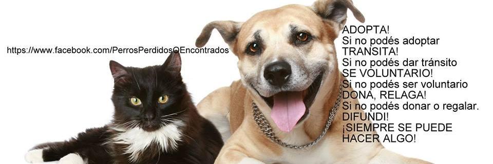 Perros_Perd_Enc's profile banner image
