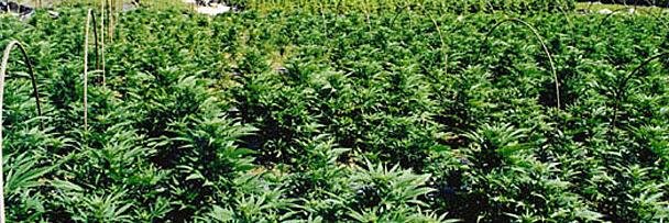 CropDoctors's profile banner image