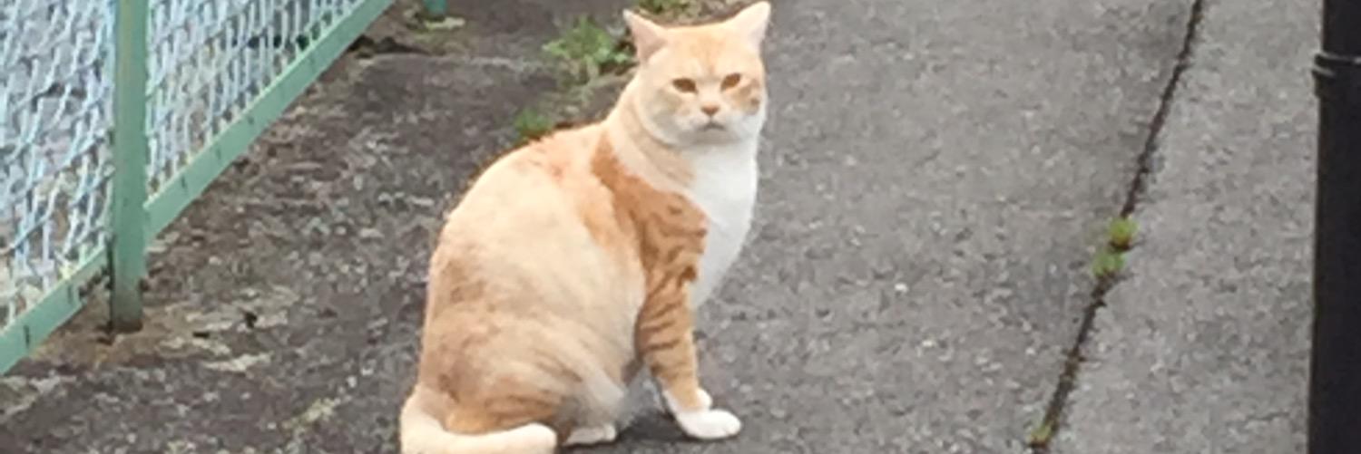 Hiloooco's profile banner image