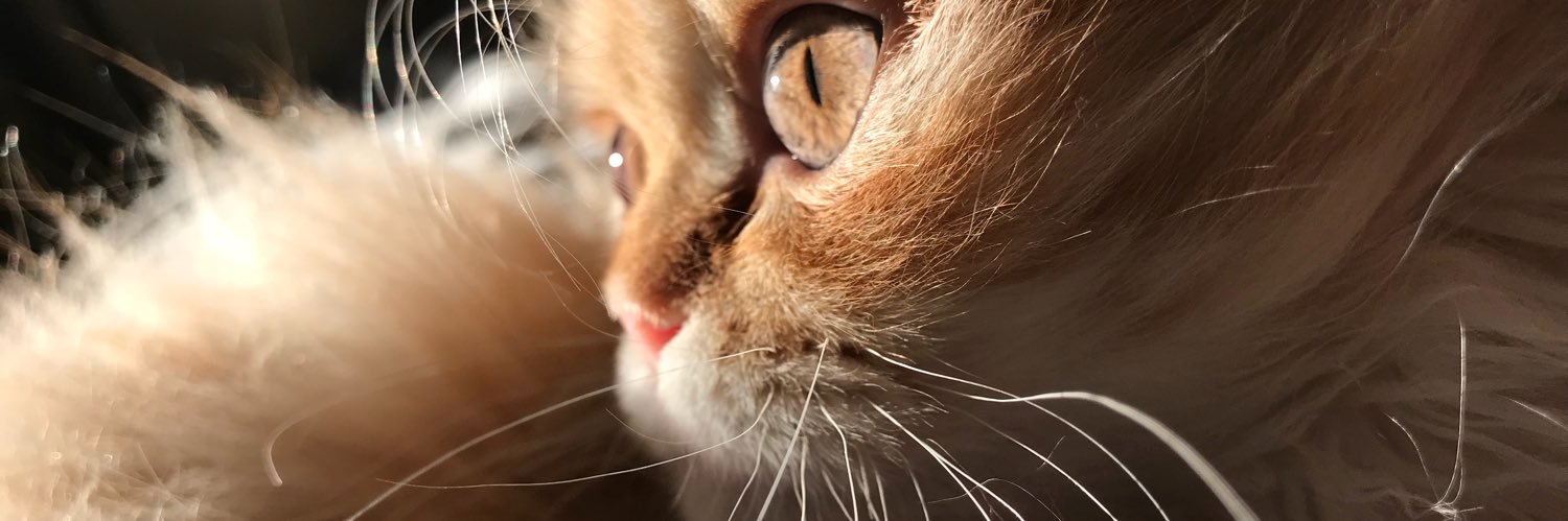bugnLVoe's profile banner image