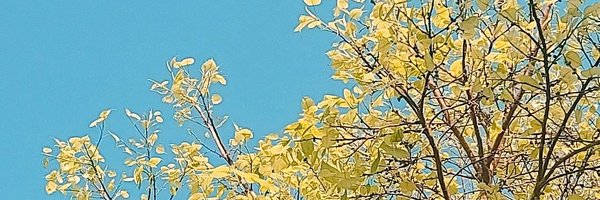 pruthzey Profile Banner