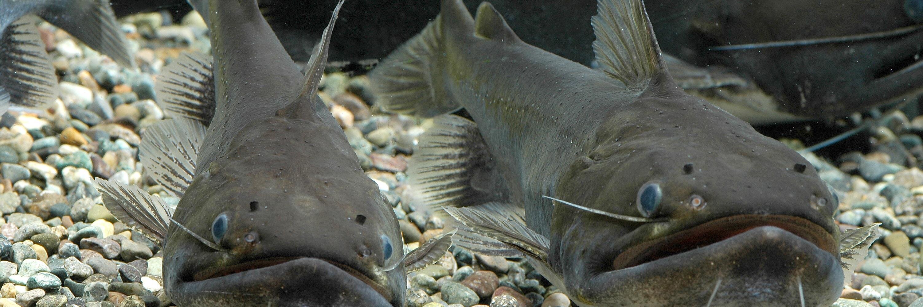 あくあしょっぷ石と泉 banner