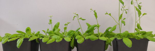 MPIPZ_Yiming Profile Banner