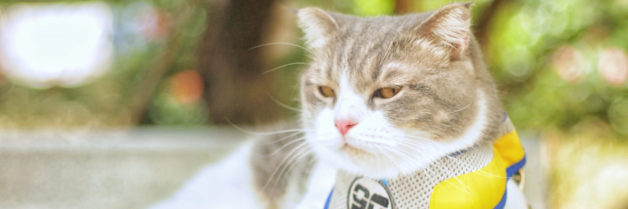 bababud's profile banner image