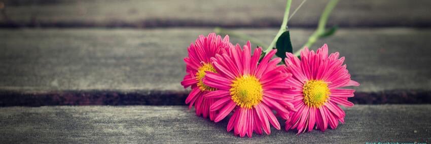 Nicole Mueller banner