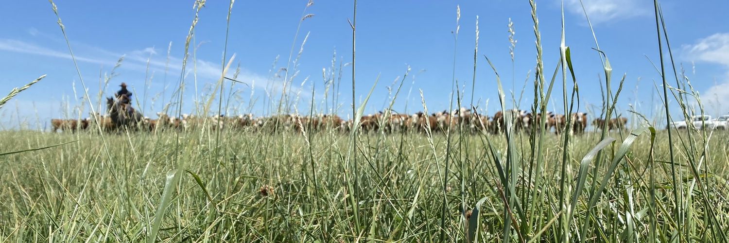 Martín Weiszman Stolovas banner
