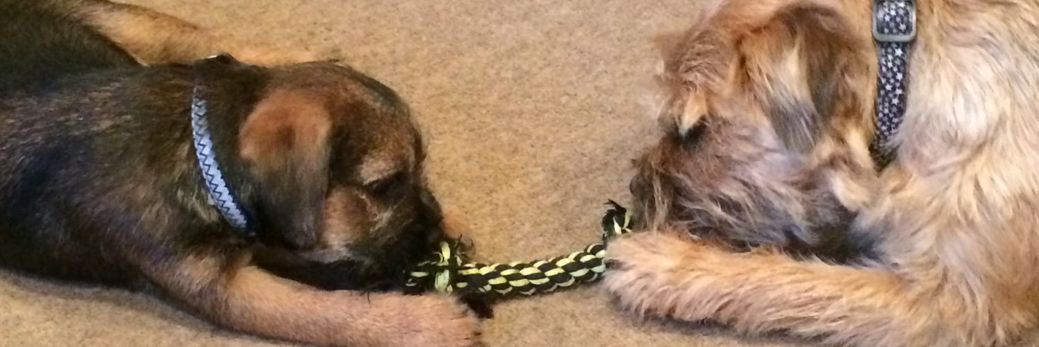 BorderPip's profile banner image