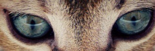 tagamasid_tt's profile banner image