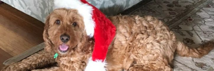 Charliespoodle's profile banner image