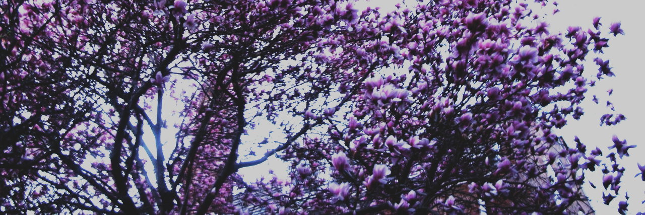 mileycyrusvine_'s profile banner image