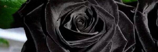 cludio34 Profile Banner