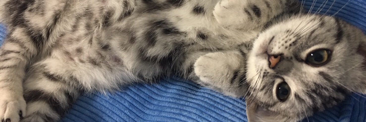 しんせい🥁 banner