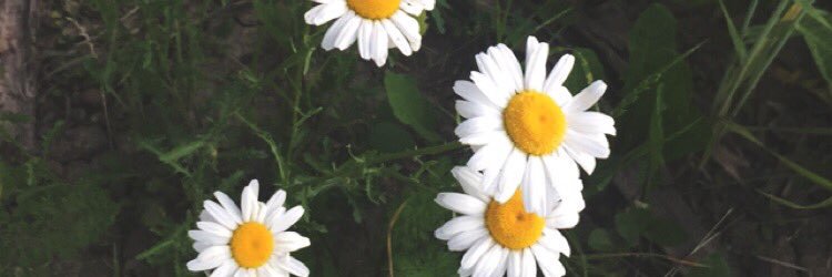 MichellaRobles's profile banner image