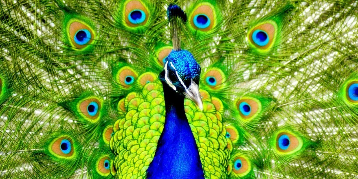 Mrs. Amy St. Pierre banner