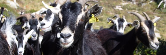 Formatgeria Girola. Cabra pirenaica banner