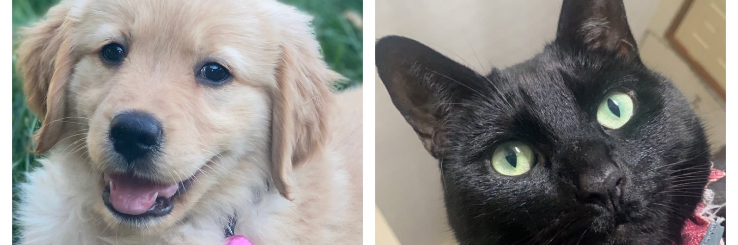 rileylesh00's profile banner image