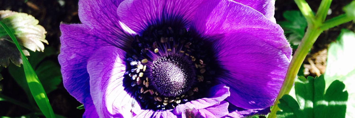 L_A_LeRoy's profile banner image