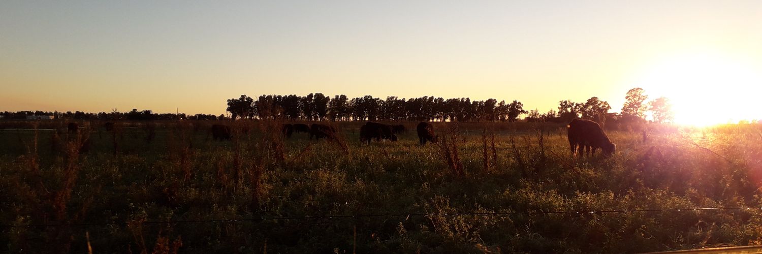 Maximo Cinque banner