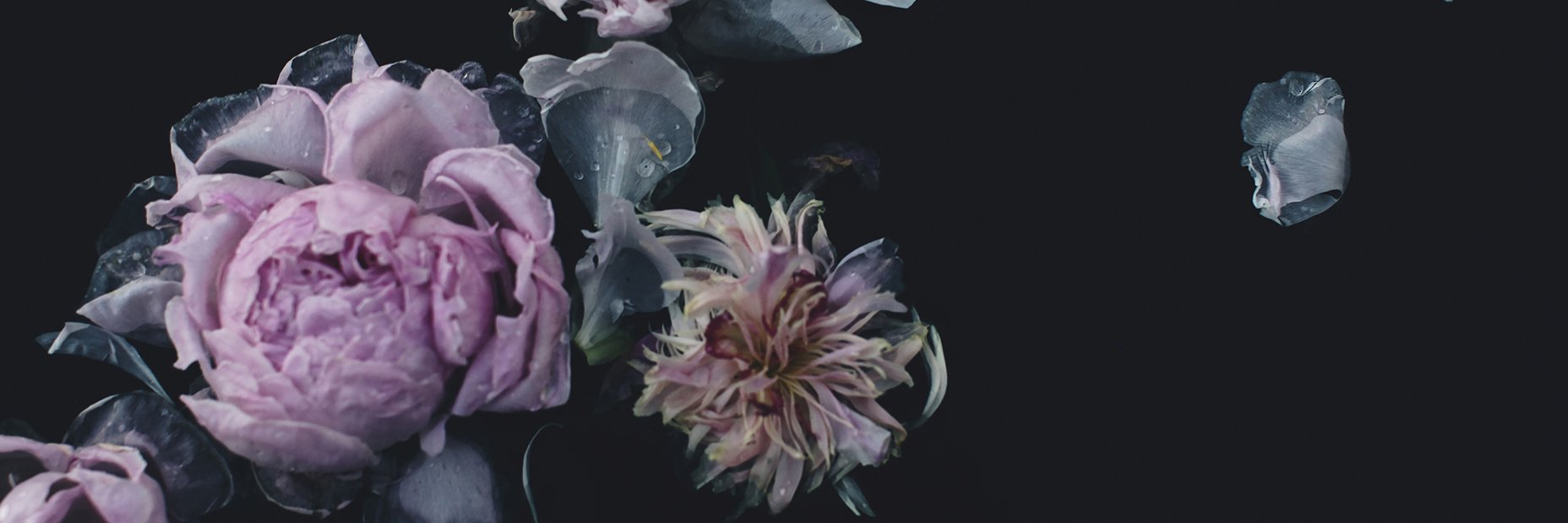 bysarabeara's profile banner image