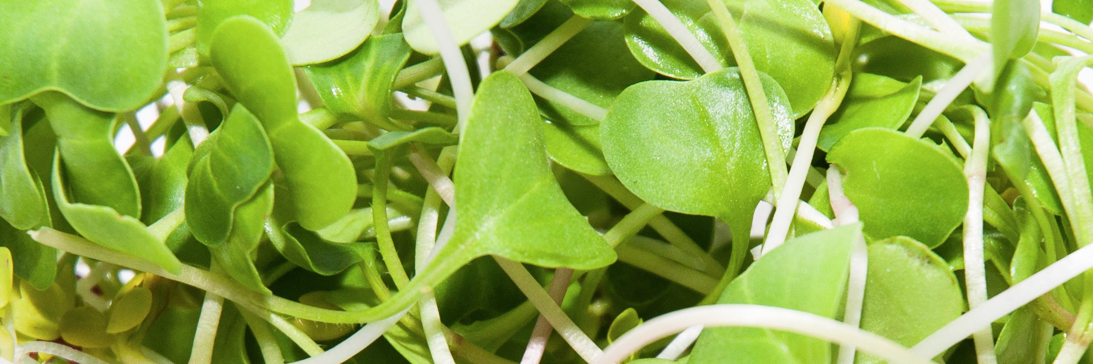 verdestechos's profile banner image
