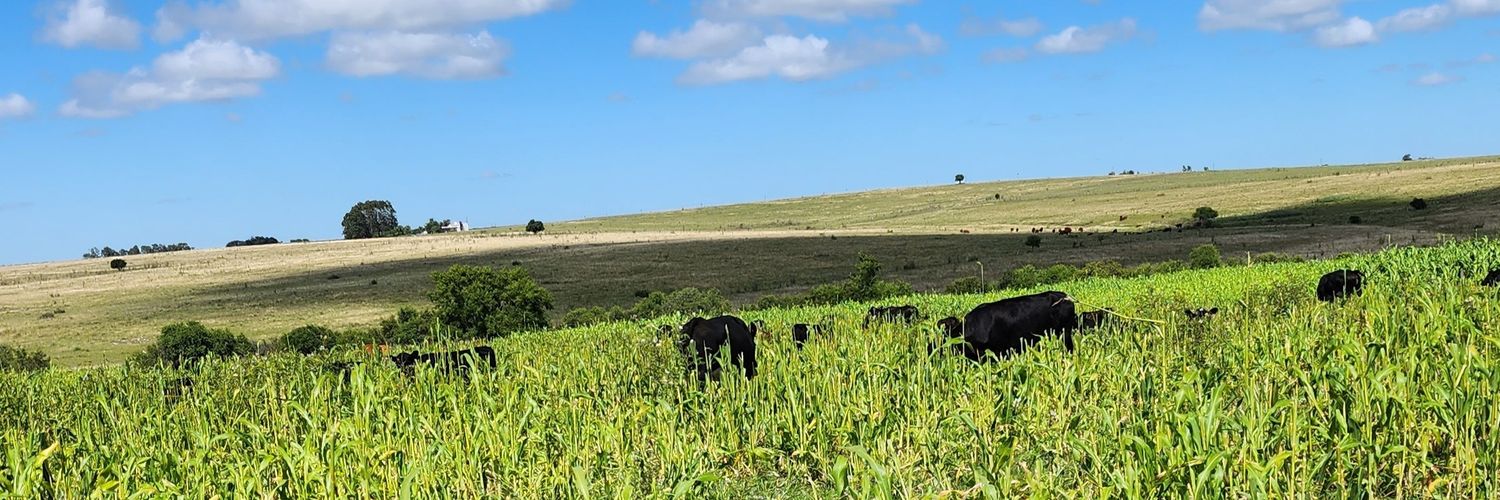 Pablo Lanz Adib banner