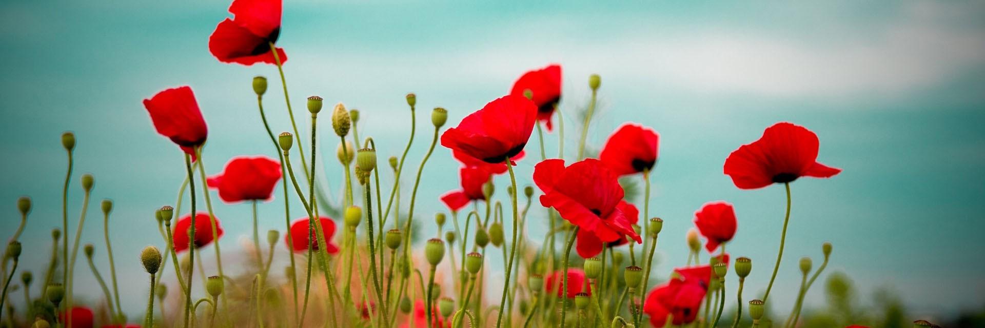 RBLTeddington's profile banner image