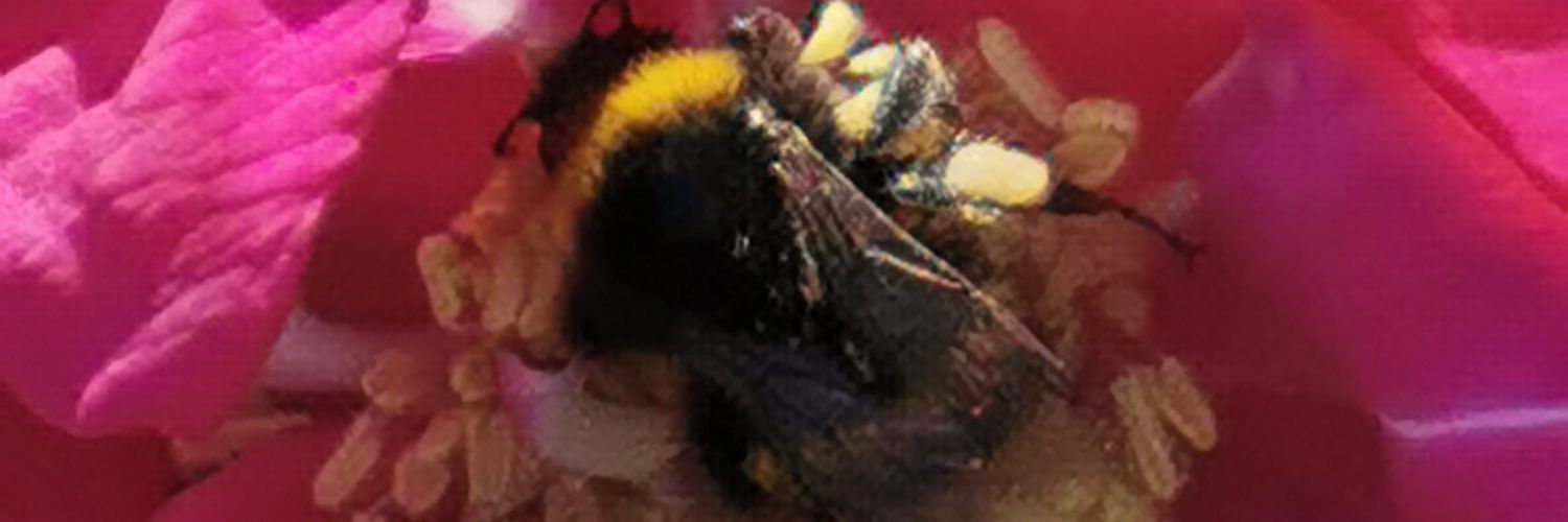 Sockenfee's profile banner image