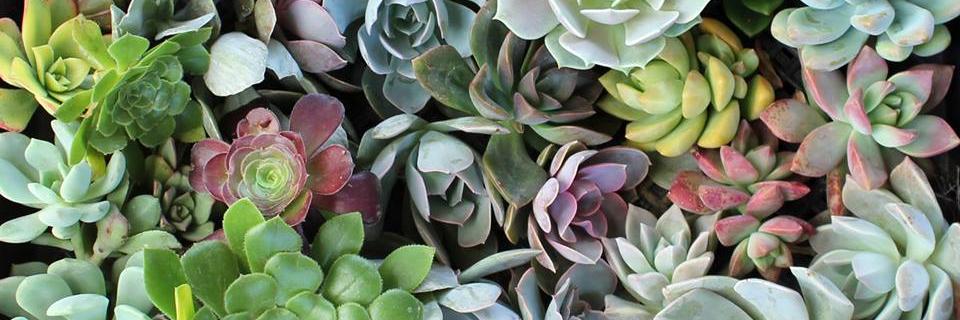 Faith Elizabeth banner