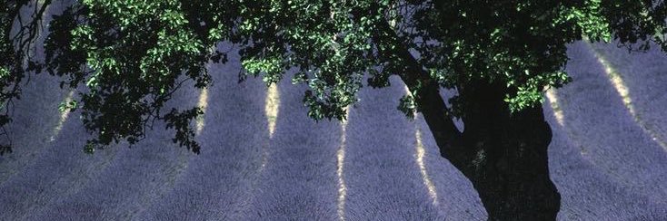 irlvida's profile banner image