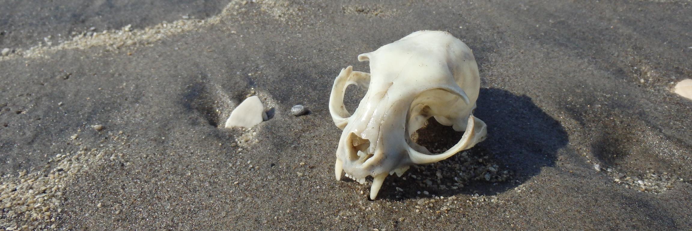 哀しい気分でジョーク banner