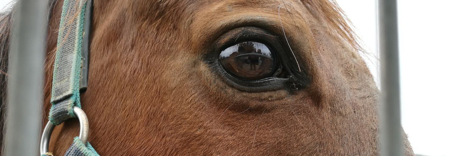 jochen schult banner