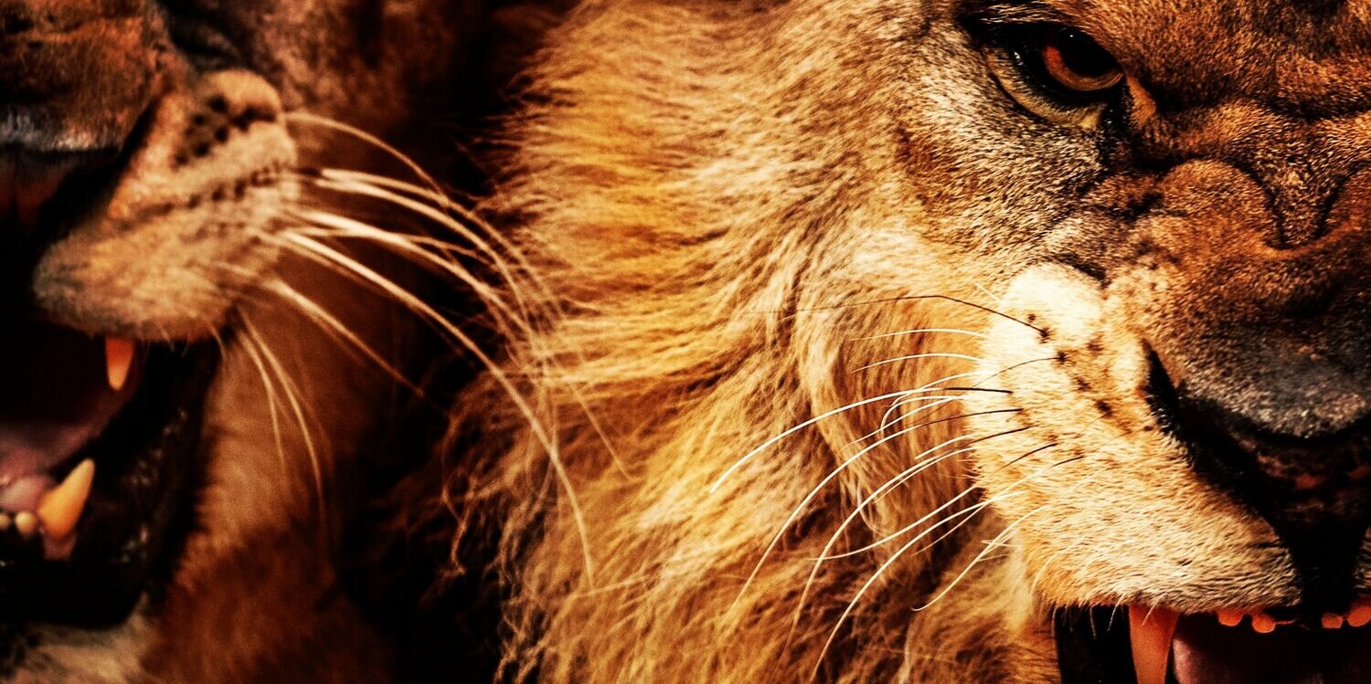 _younglion_'s profile banner image