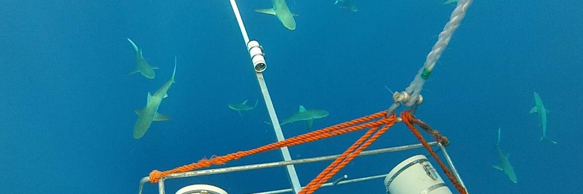 Fish Thinkers banner