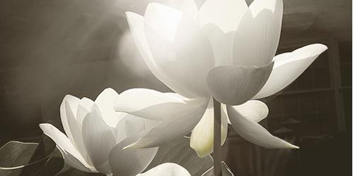 Dr. Roshni Menon banner