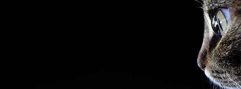 bril7iana's profile banner image