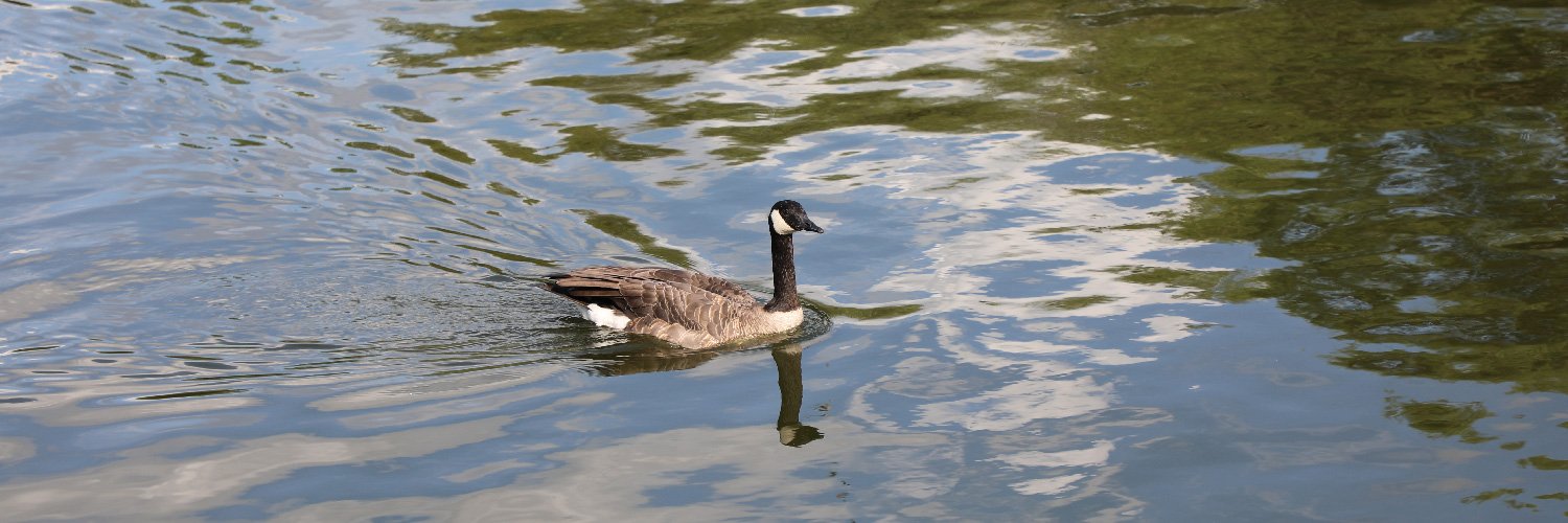 Regina Goose 🇨🇦 banner