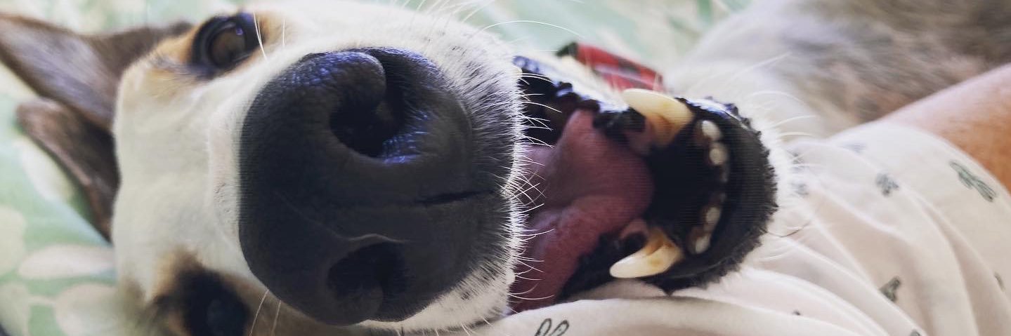 Sonja Malan 🍉 banner