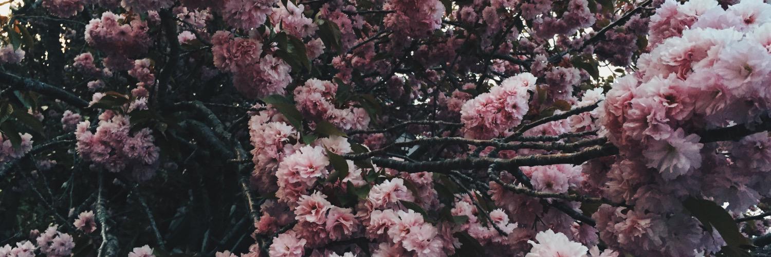 chloekfoster's profile banner image