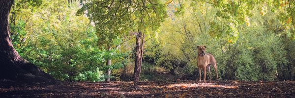 LydiaKellner Profile Banner