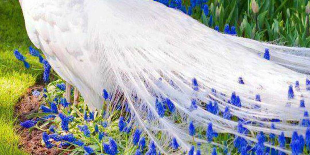 pianohbcb's profile banner image