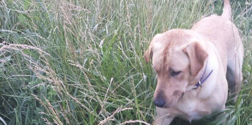 3RingKennels's profile banner image