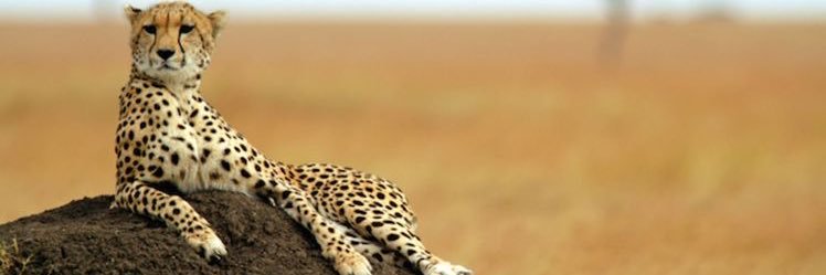 Kevin Sonou banner