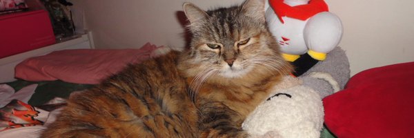 carolzaghetti Profile Banner