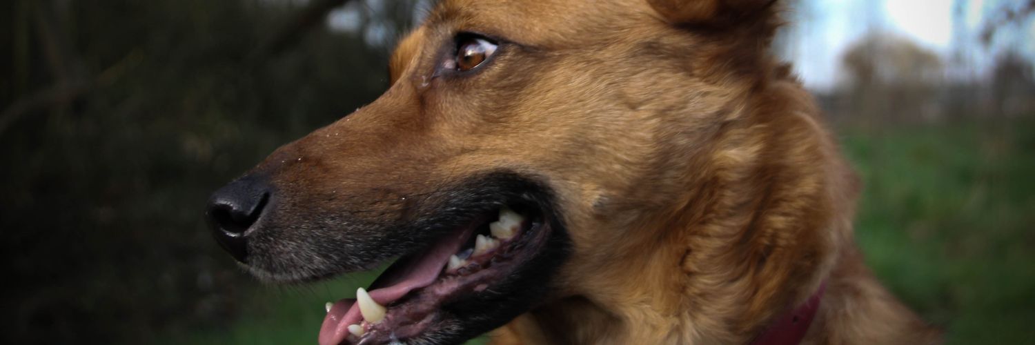 Eeve_S's profile banner image