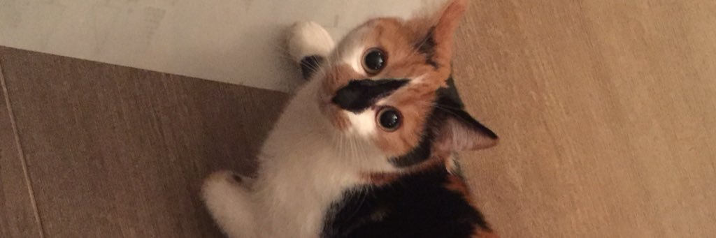 svetababnik's profile banner image