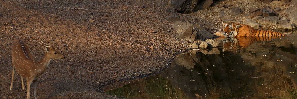 Natureasitis's profile banner image